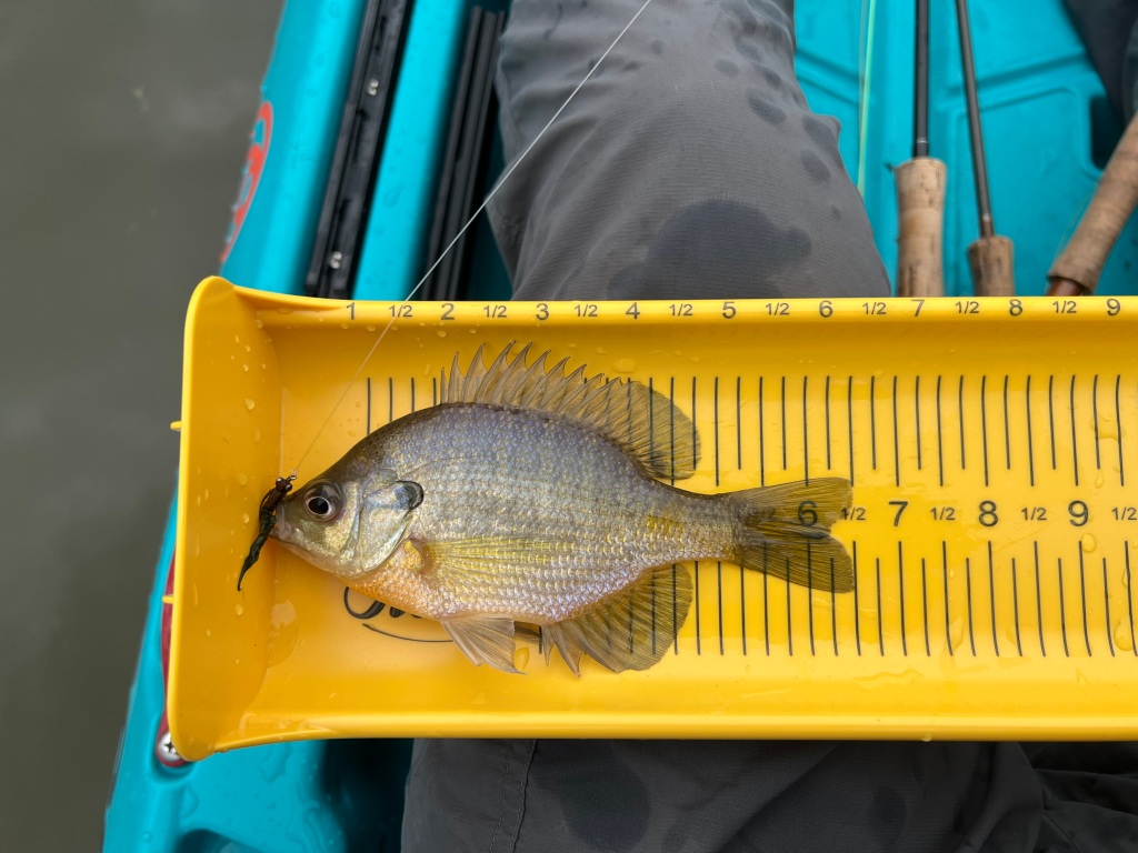 Biggest bluegill I've ever caught : r/Fishing